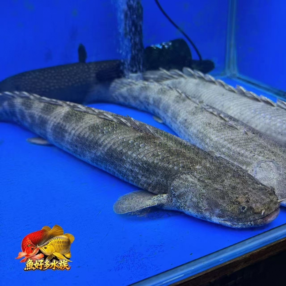 野生安室恐龍王