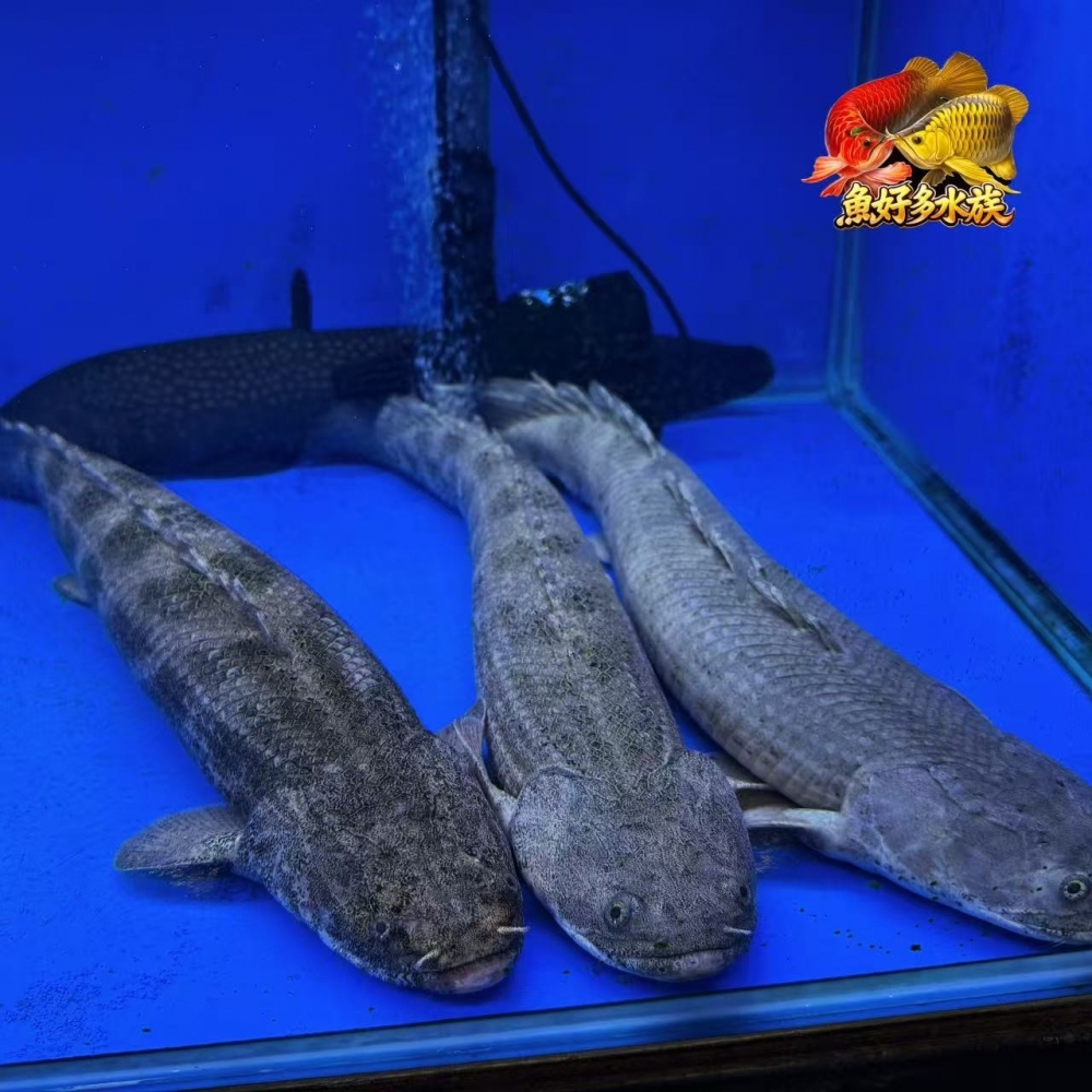 野生安室恐龍王