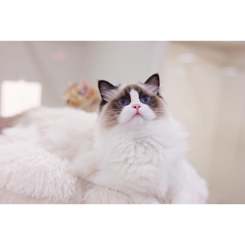 太陽級-海豹雙色小王子