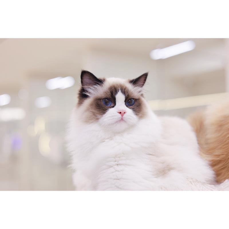 太陽級-海豹雙色小王子