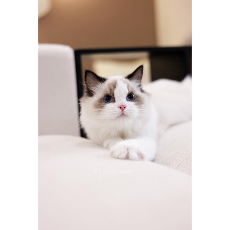 月亮級-海豹雙色小王子