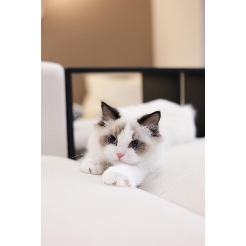 月亮級-海豹雙色小王子