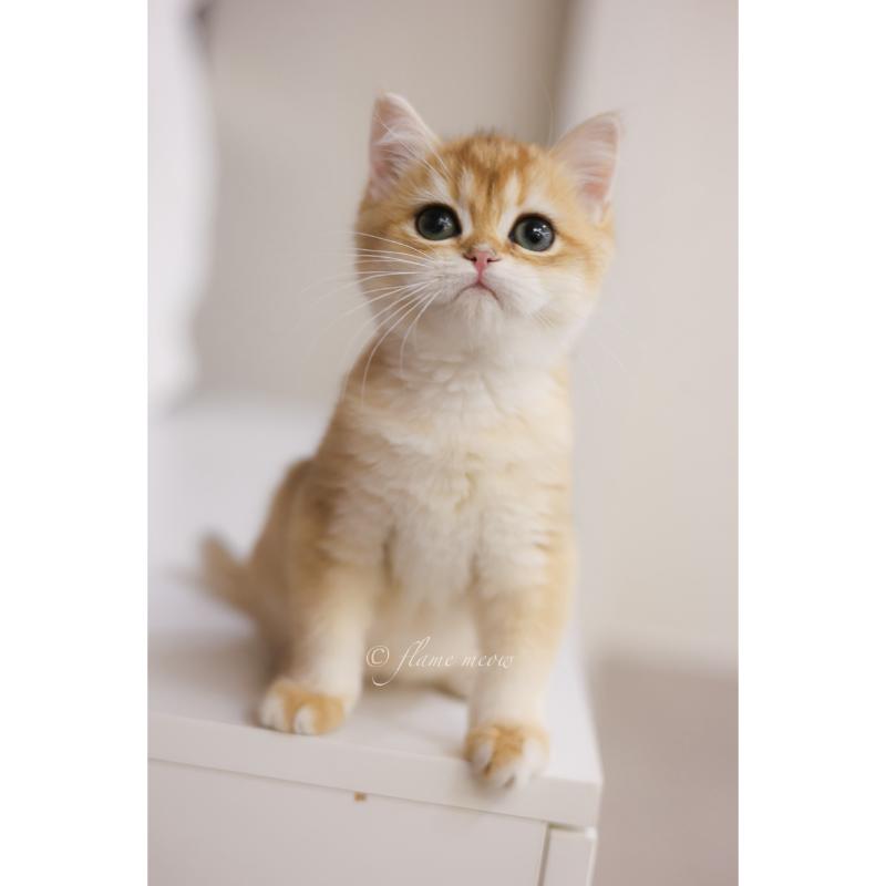 聖火級-金漸層英短小公主