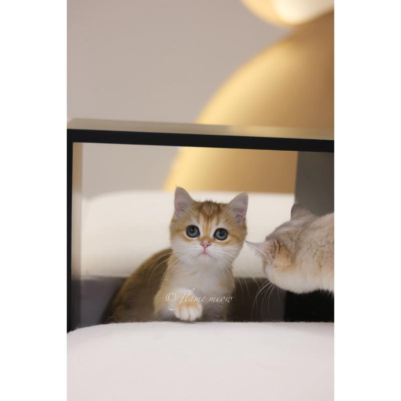 聖火級-金漸層英短小公主