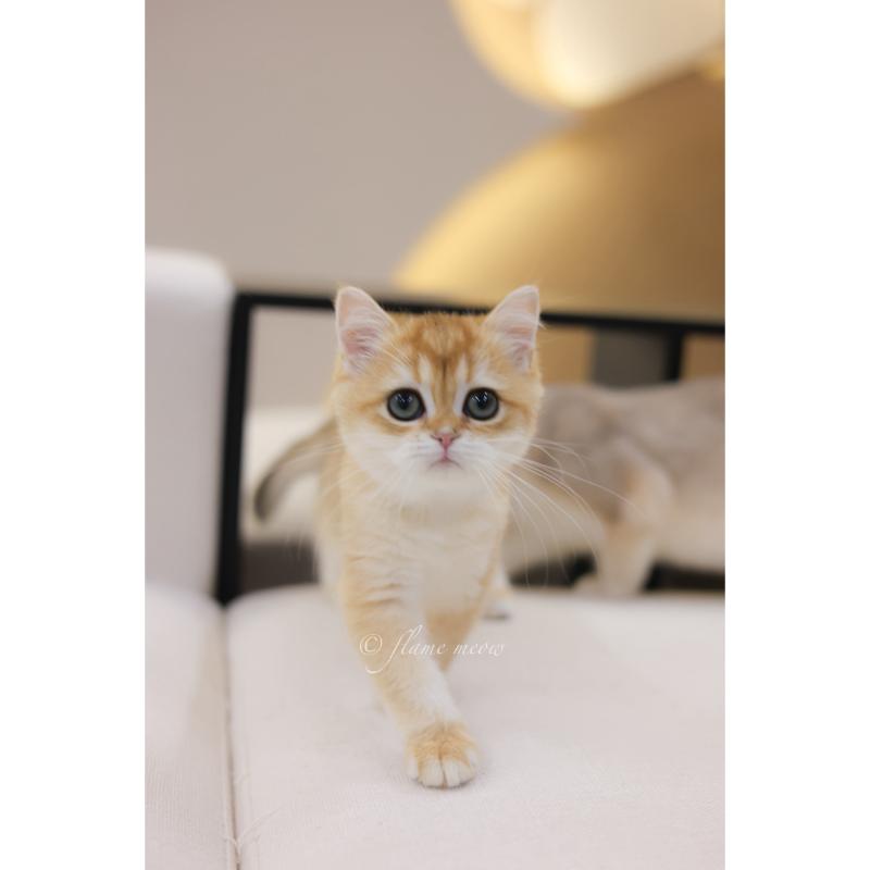 聖火級-金漸層英短小公主