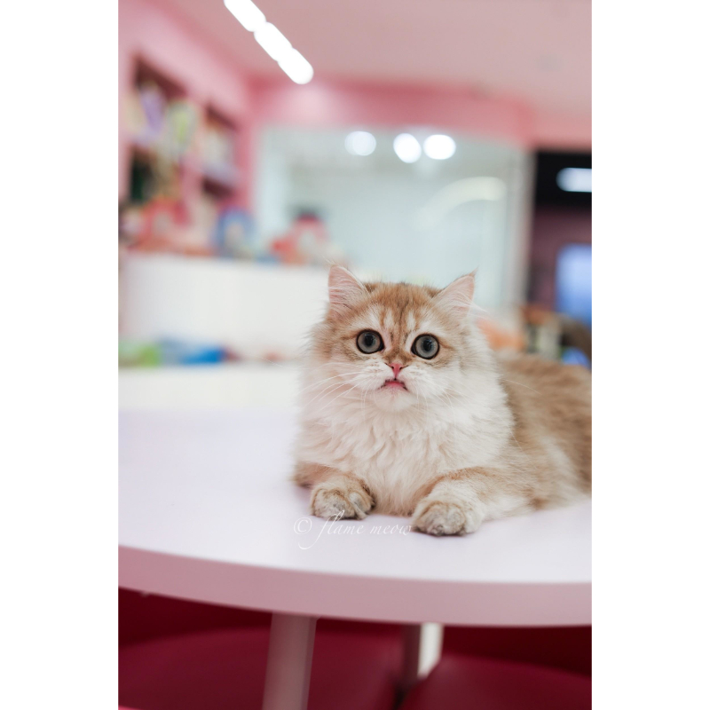 月亮級-金漸層英長小王子