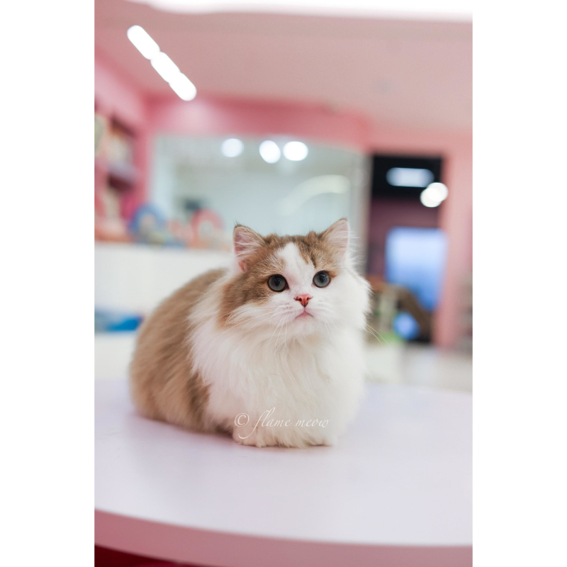 聖火級-金漸層加白小步舞曲小王子