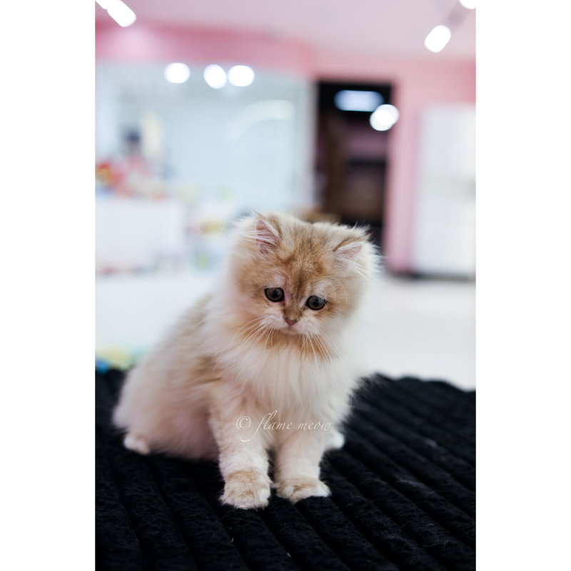 太陽級-金漸層英長小王子