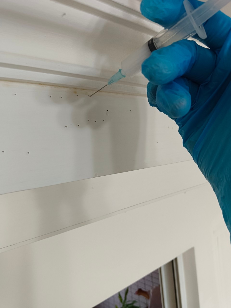 文山區／蛀蟲防治 / 台北除蛀蟲 / 台北除蟲公司