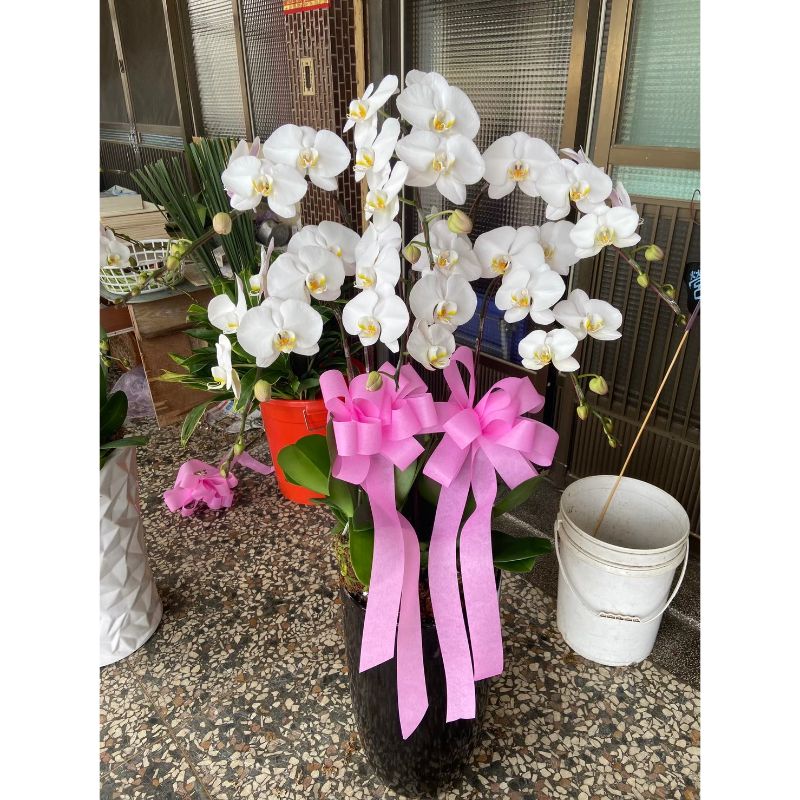 蘭花5株到10株