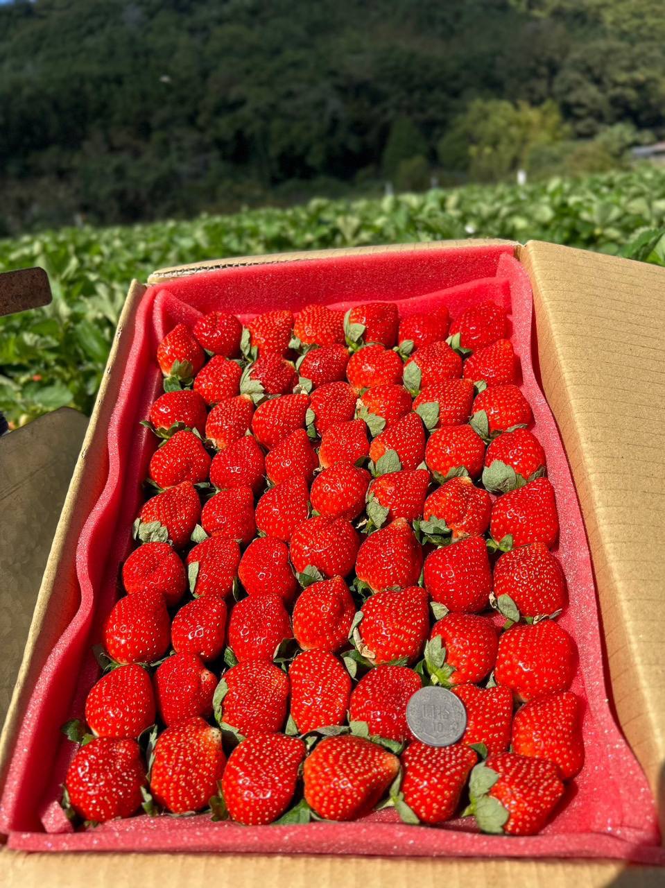 香水草莓2號【草莓季已結束、暫不受理】