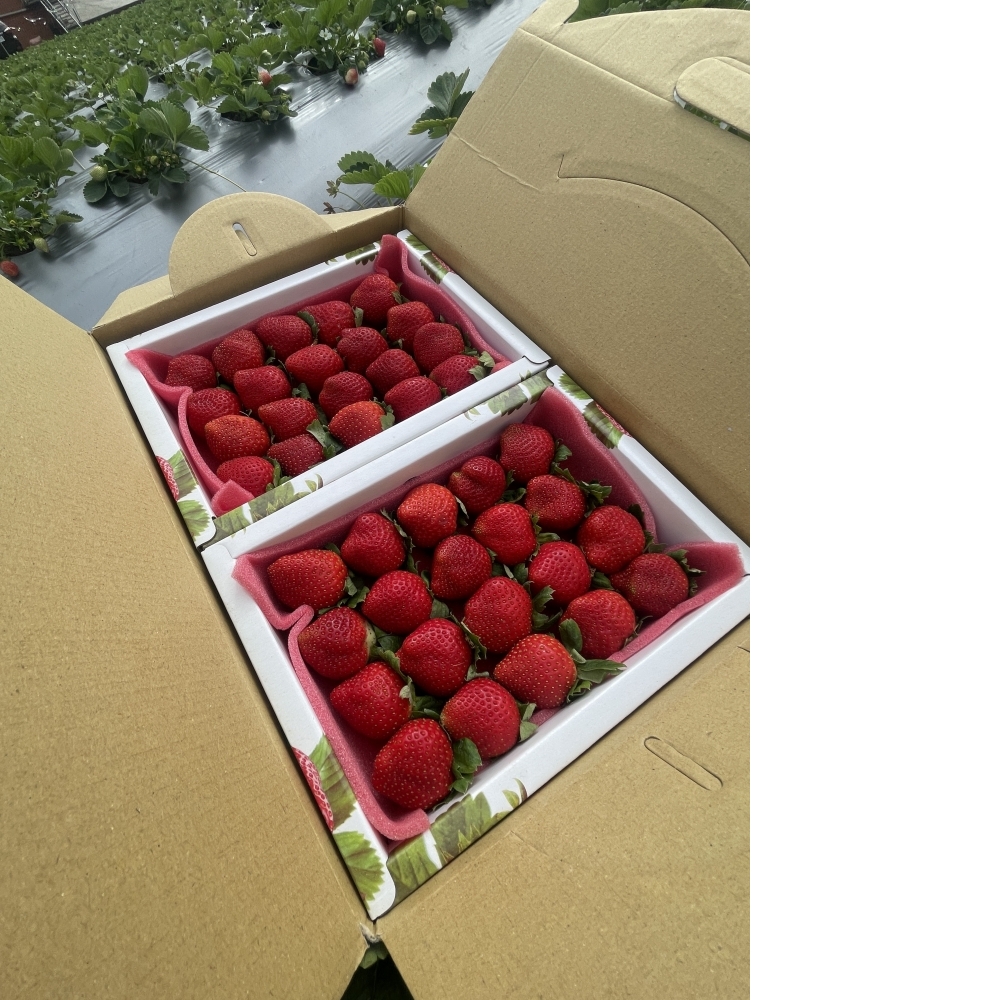 香水草莓禮盒40顆【草莓季已結束、暫不受理】