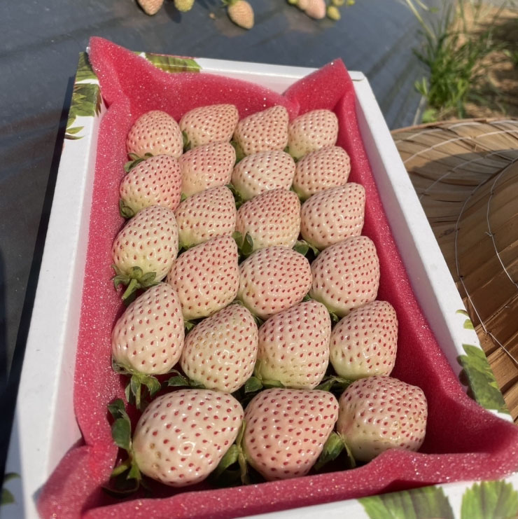 玉兔白草莓【草莓季已
