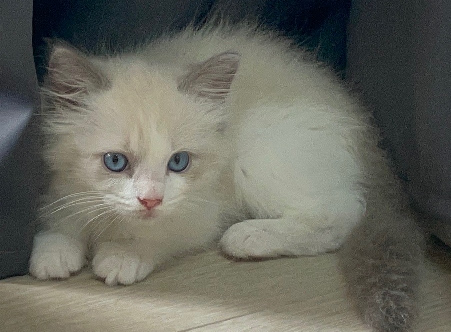  布偶   找新家