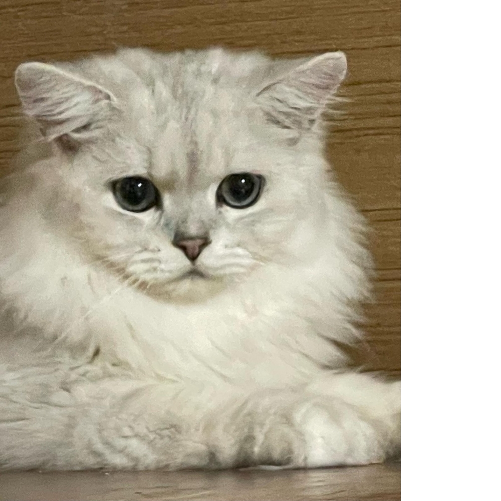 6月布偶幼貓