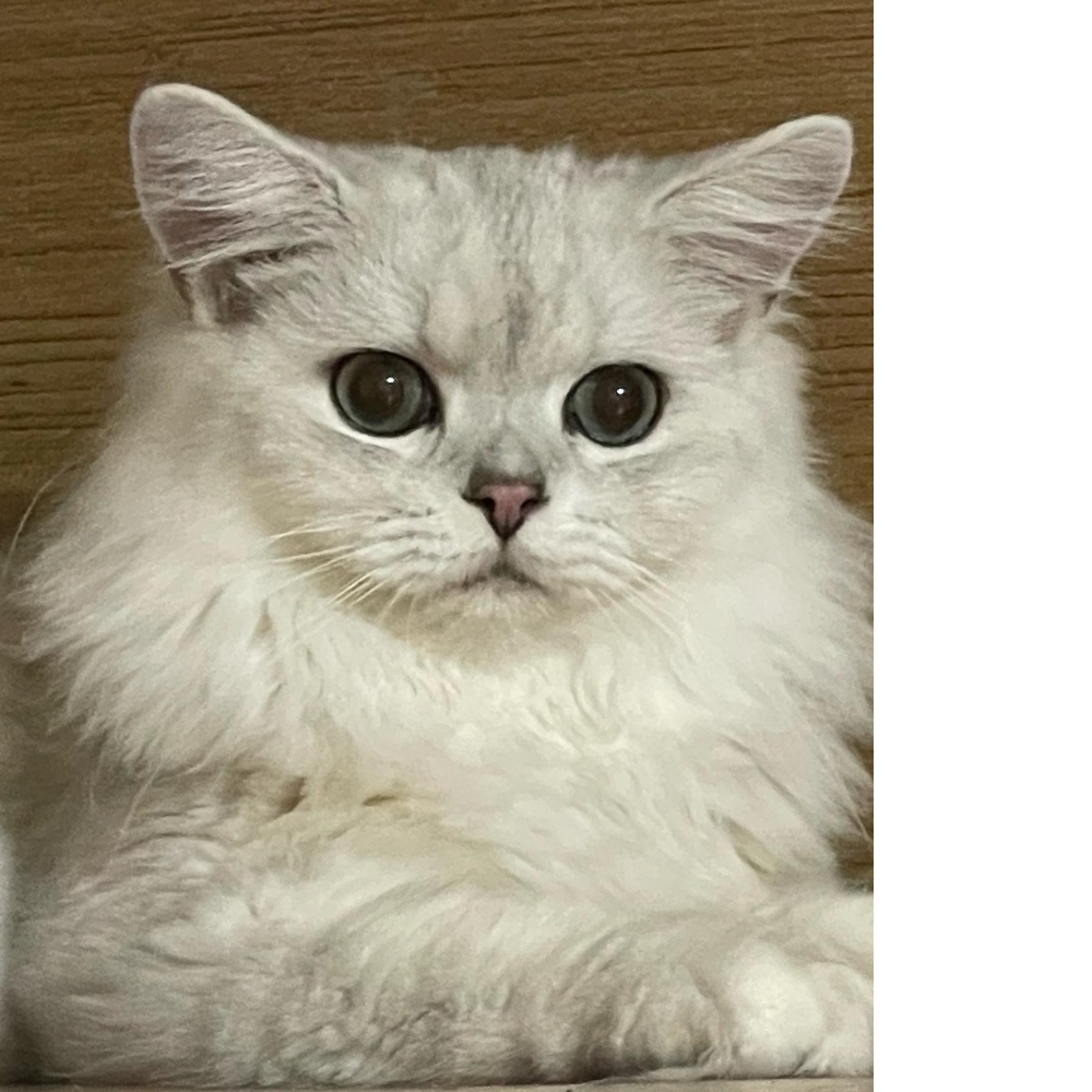 6月布偶幼貓