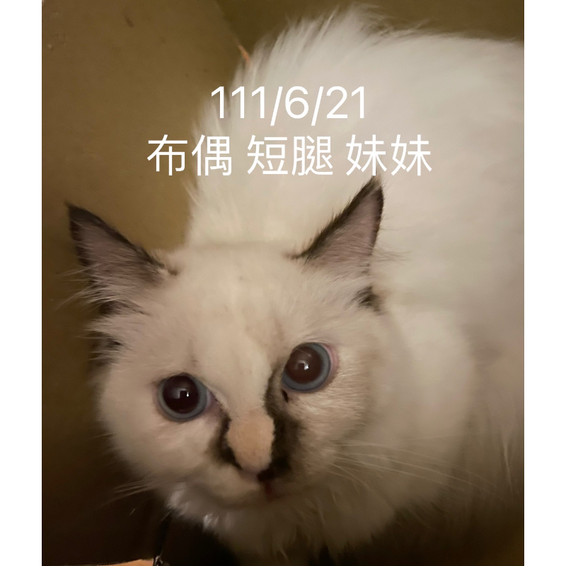 布偶短腿妹妹