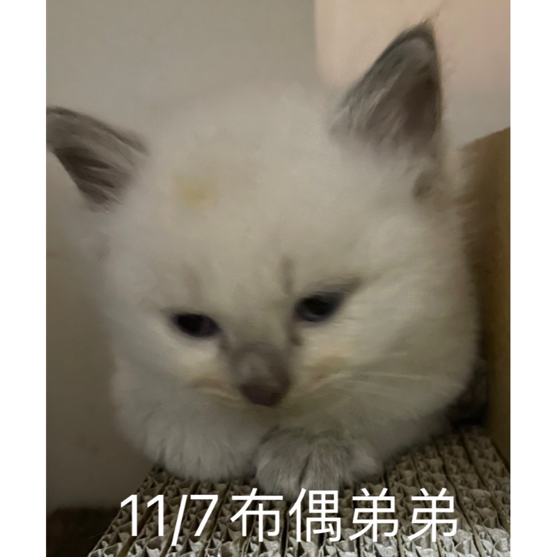 11/7 布偶弟弟
