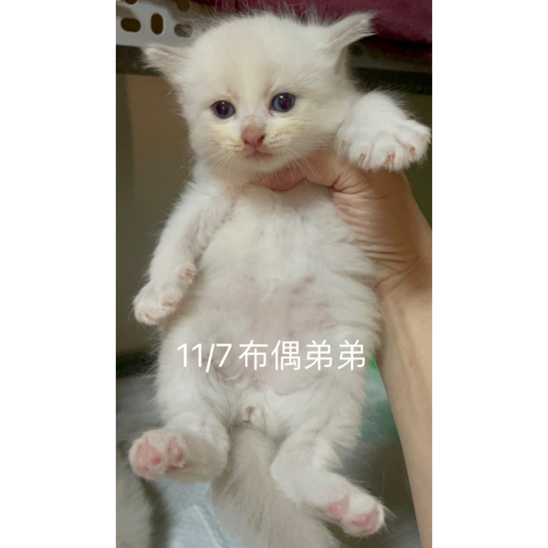 11/7 布偶弟弟