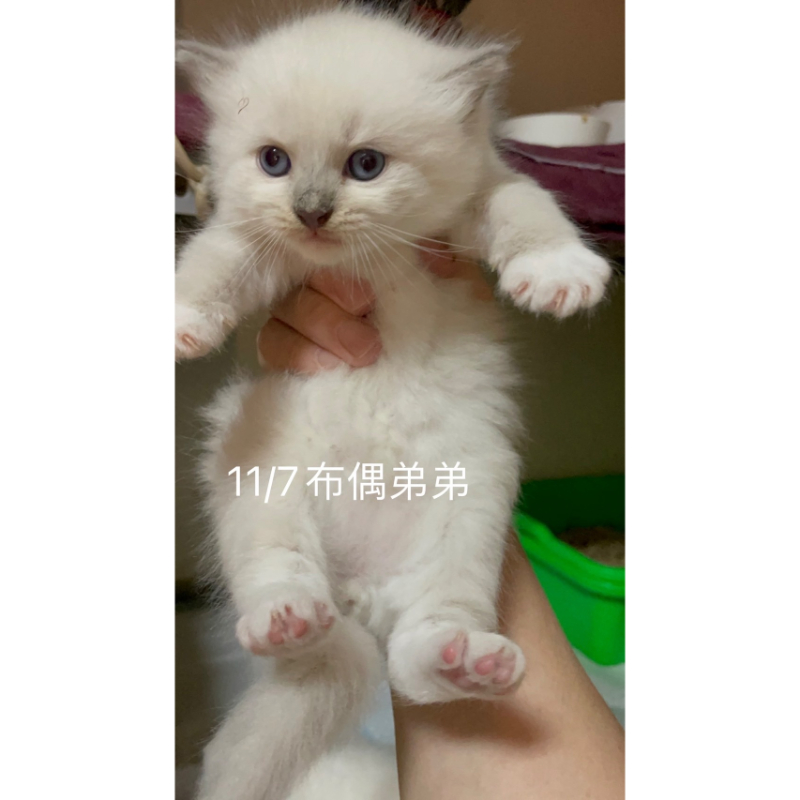 11/7 布偶弟弟