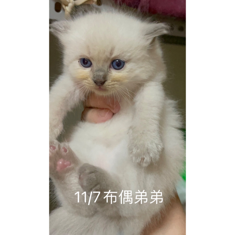 11/7 布偶弟弟