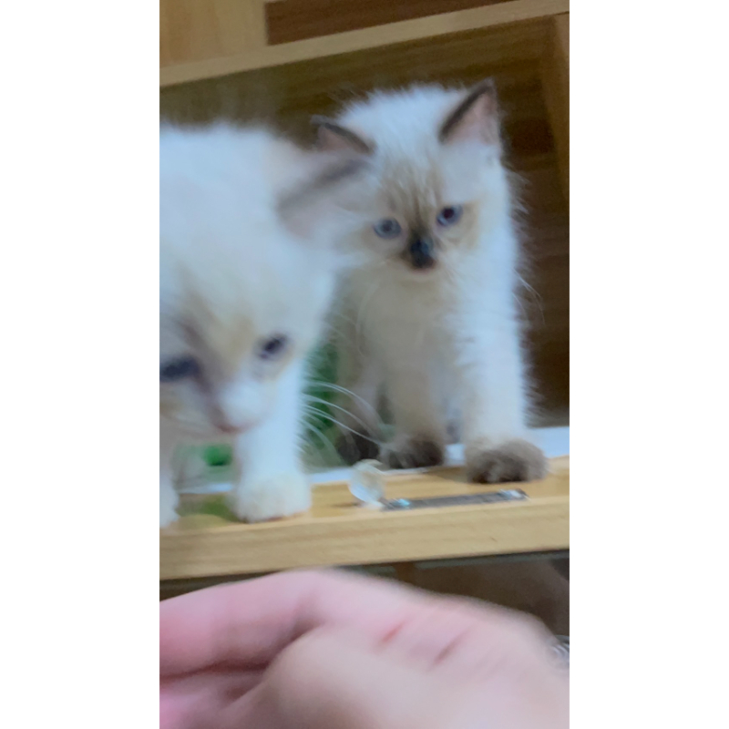 4/30 布偶幼貓