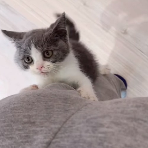 包子臉藍白賓士英短