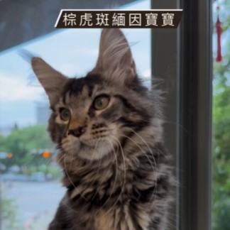 棕虎斑緬因寶寶