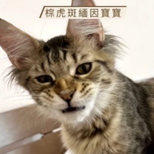 戲精緬因寶寶