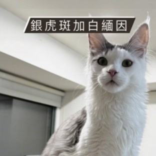 銀虎斑加白緬因