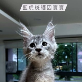 藍虎斑緬因寶寶