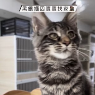 黑銀緬因寶寶