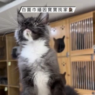 白圍巾緬因寶寶