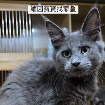 緬因寶寶