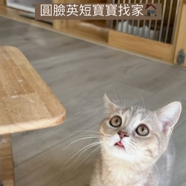 英短寶寶