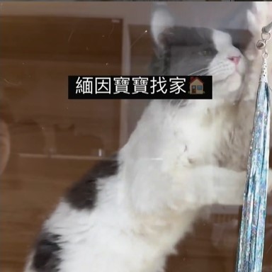 緬因寶寶