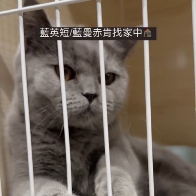 英短寶寶
