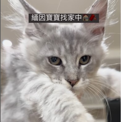緬因寶寶