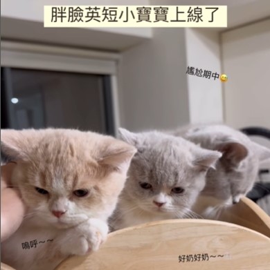 英短寶寶