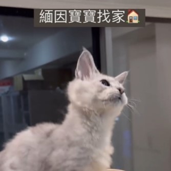 緬因寶寶
