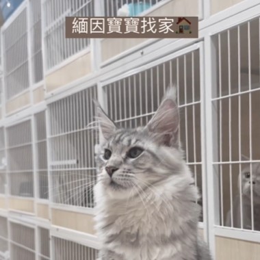 緬因寶寶