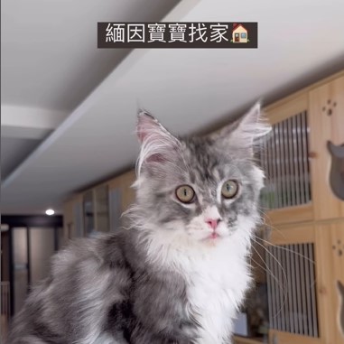 緬因寶寶