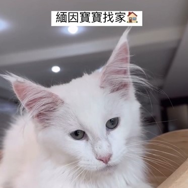 緬因寶寶