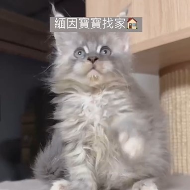 緬因寶寶