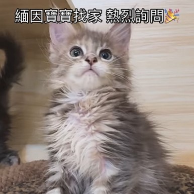 緬因寶寶