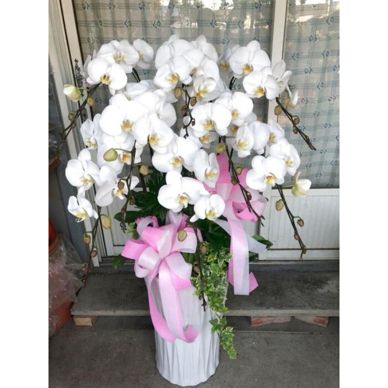 弔唁蘭花023