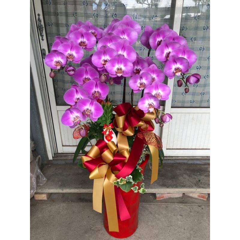 喜慶蘭花0044