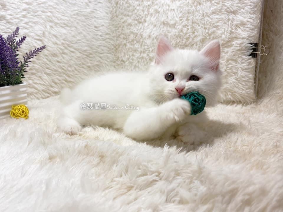 全白英長（☆已有家★