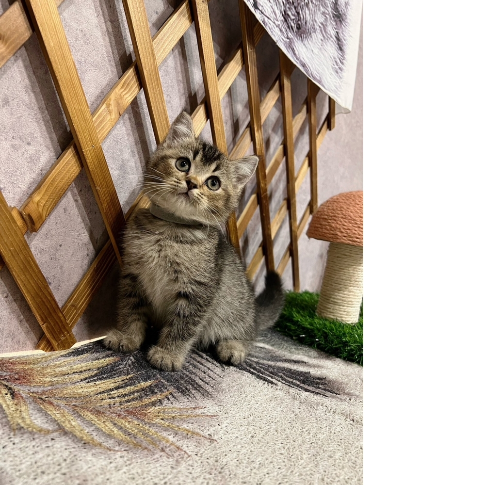 棕黑漸層英短♂（☆已有家★）