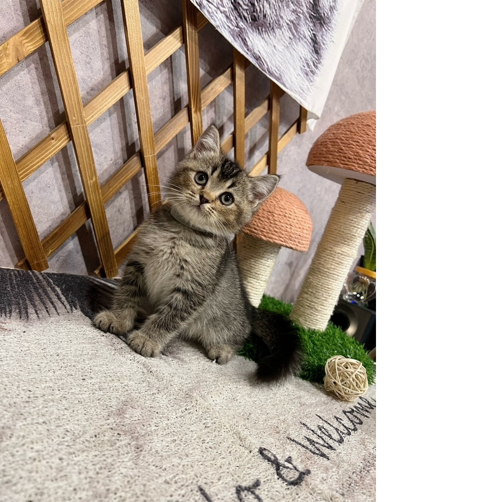 棕黑漸層英短♂（☆已有家★）